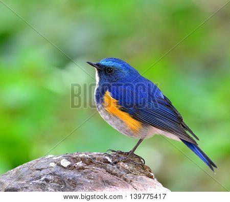 Close Up Of Male Of Himalayan Bluetail (tarsiger Rufilatus) The Beautiful Blue Bird Standing On The