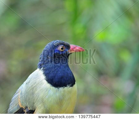Close Up Shot Of Coral-billed Ground Cuckoo (carpococcyx Renauldi) The Fine Grey Bird With Pink Bill