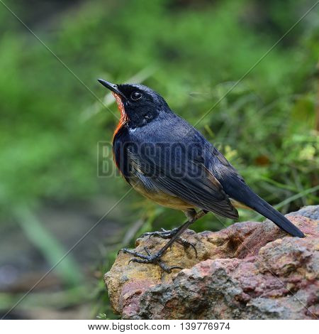 Firethroat (luscinia Pectardens) The Beautiful Grey And Blue Bird With Fire Look On His Chest Standi