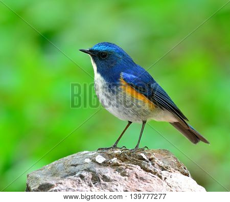 Himalayan Bluetail (tarsiger Rufilatus) The Beautiful And Chubby Blue Bird Perching On The Rock Grou