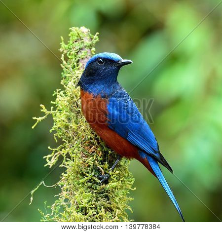 Male Of Chestnut-bellied Rock Thrush (monticola Rufiventris) The Beautiful Velvet Blue And Chestnut