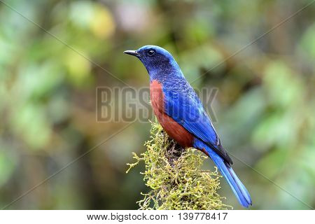 Male Of Chestnut-bellied Rock Thrush (monticola Rufiventris) The Beautiful Velvet Blue And Chestnut