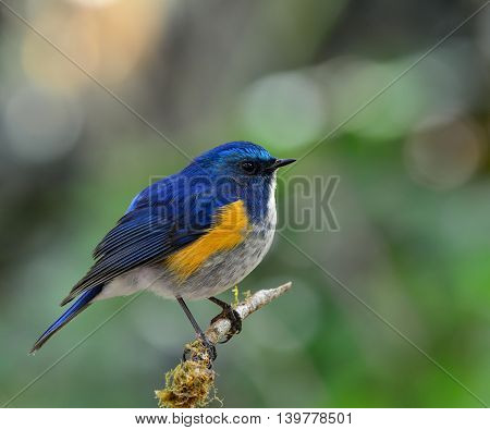 Male Of Himalayan Bluetail (tarsiger Rufilatus) The Beautiful Chubby  Blue Bird Perching On The Bran
