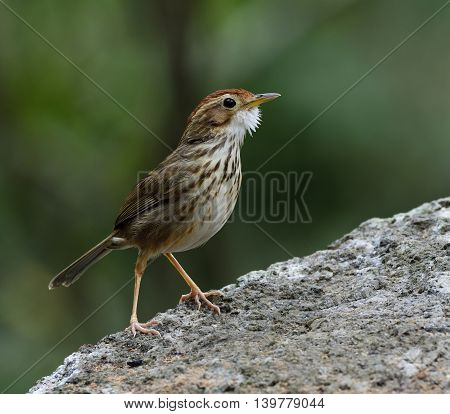 Tiny Puff-throated Babbler (pellorneum Ruficeps) The Lovely Brown Birds Standing On The Rock