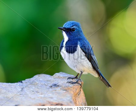 Ultramarine Flycatcher Or White-browed Blue Flycatcher (ficedula Superciliaris) The Beautiful Blue B