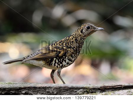 White Thrush (zoothera Aurea) Or Scaly Thrush (zoothera Dauma) The Beautiful Camouflage Ground Bird