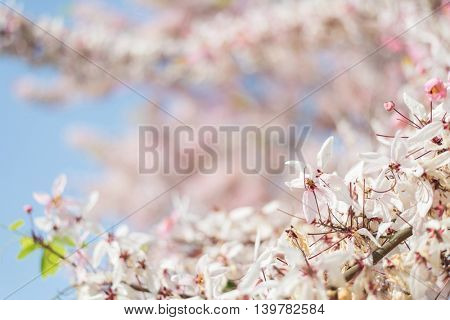 Cassia bakeriana tree with pink flowers, also called Thailand Sakura