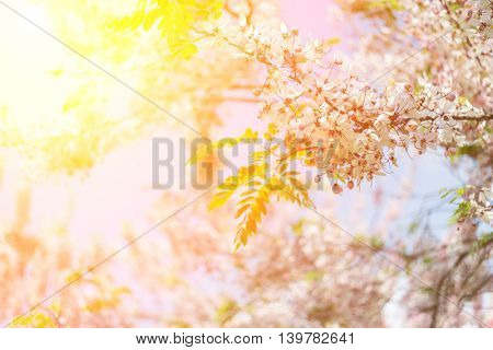 Cassia bakeriana tree with pink flowers, also called Thailand Sakura