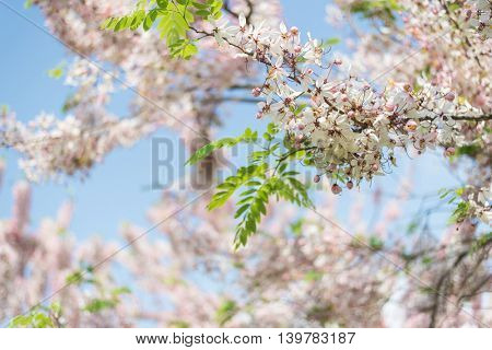 Cassia bakeriana tree with pink flowers, also called Thailand Sakura