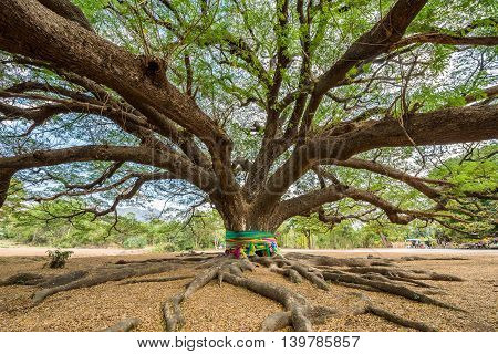 view of big Rain Tree with branch magnify