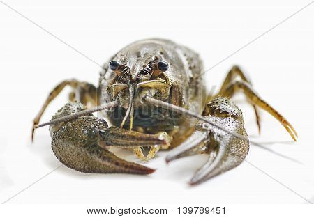 arthropods crustaceans cancer the view from the back claw closeup