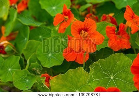 Beautiful Nasturtium Flowers Growing And Blooming In Garden