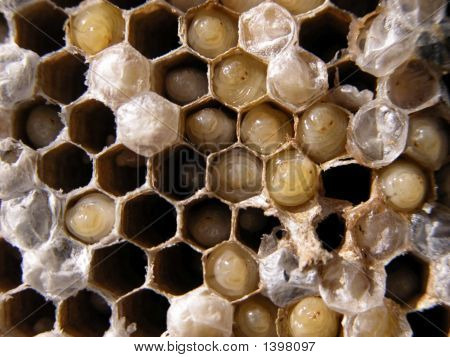 Honeycomb2