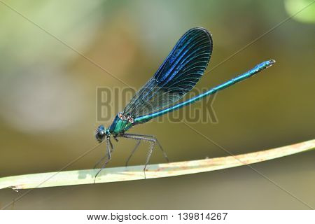 dragonfly outdoor in summer (coleopteres splendens)