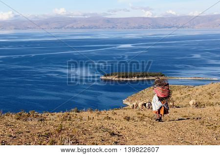 South America Bolivia - Isla del Sol on the Titicaca lake the largest highaltitude lake in the world. Ethnic woman returning to the village with wood being used to make a fire in order to cook the food.