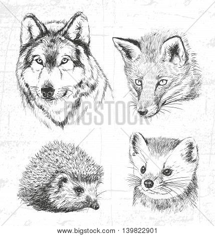 Animals of the forest: the wolf marten hedgehog fox. See also other sets of animals.