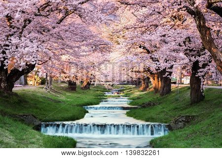 Cherry blossoms at Kawageta Fukushima in Japan