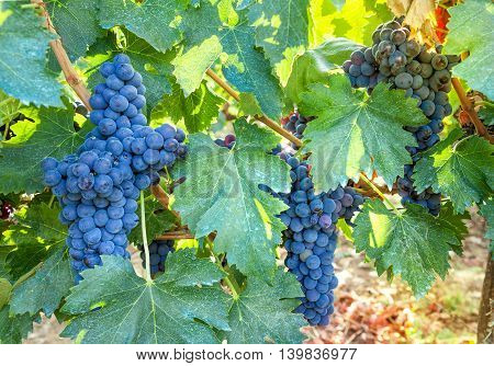 Some bunch of dark blue grapes on vineyard background. Ripe juicy vine closeup.