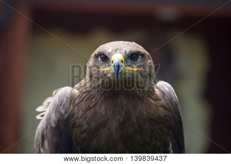 Steppe Eagle Aquila nipalensis detail of eagles head eagle head JPG background.