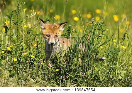 small young fox sitting in green grass ( Vulpes vulpes )