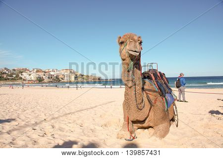 Camel resting on Bondi Beach in Sydney Australia