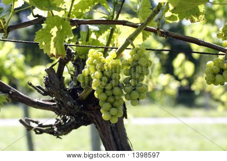 Wein Grapes1