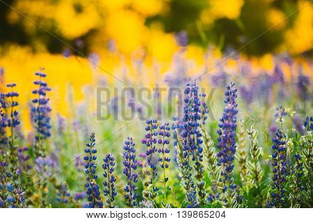 Wild Flowers Lupine In Summer Field Meadow At Sunset Sunrise Sunlight. Close Up. Lupinus, Commonly Known As Lupin Or Lupine, Is A Genus Of Flowering Plants In The Legume Family, Fabaceae.