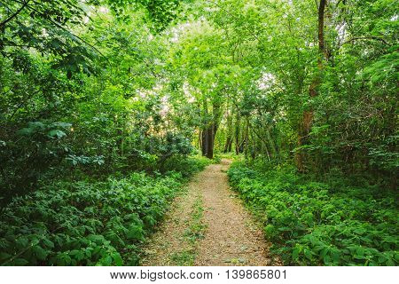 The Summer Landscape With Forest Path Going Ahead Through Bright Green Thick Growth Of Small-Flowered Touch-Me-Not Or Impatiens Parviflora Under Tree Crowns Of Greenwood.