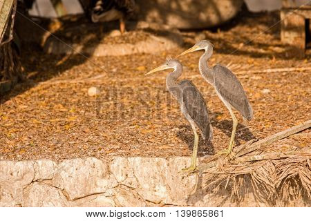 Juvenile Western Reef Egrets or Egretta Gularis in a Park in Bahrain