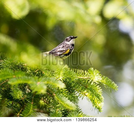 Yellow-rumped Warblers are impressive in the sheer numbers with which they flood the continent each fall. Trees fill with the streaky brown-and-yellow birds and their distinctive, sharp chips.