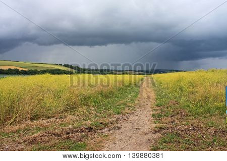 Path through a rape field in stormy weather