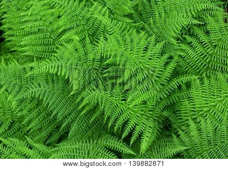 Green fresh fern background, ferns nature background