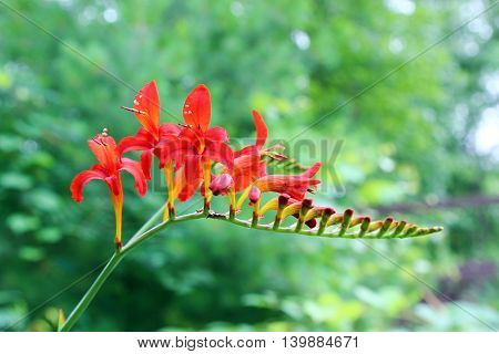 Red Crocosimia with de focused background selective focus