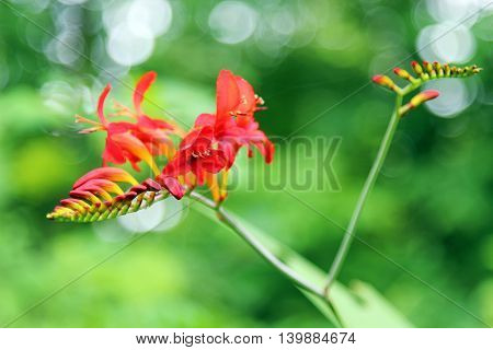 Red Crocosimia with de focused background selective focus