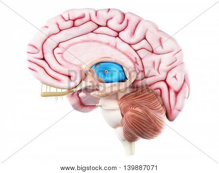 3d rendered medically accurate illustration of the third ventricle