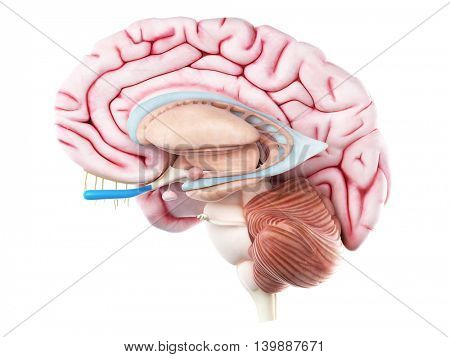 3d rendered medically accurate illustration of the optic nerve