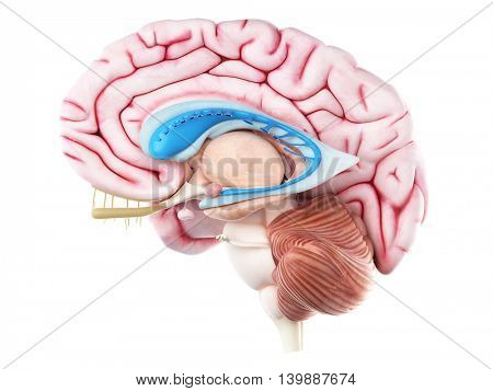 3d rendered medically accurate illustration of the caudate nucleus