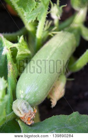 zucchini growing on a bush in the garden.