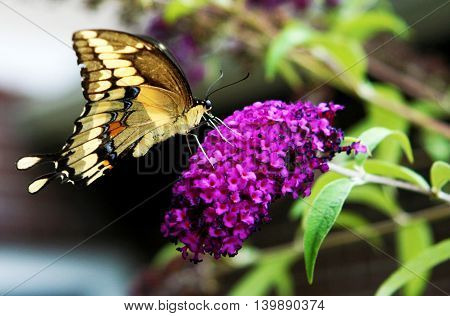 A Yellow, black with some orange spots swallowtail butterfly, on a purple flower.