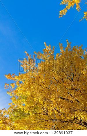 Vibrant fall yellow golden tree foliage on blue sky background