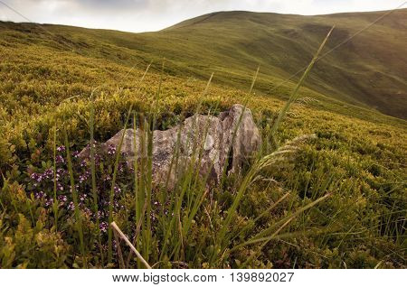 Thyme Meadow Polonina Borzava (carpathians, Ukraine 2016)
