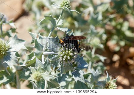 Large wasp collects pollen on white flowersScoliid wasp