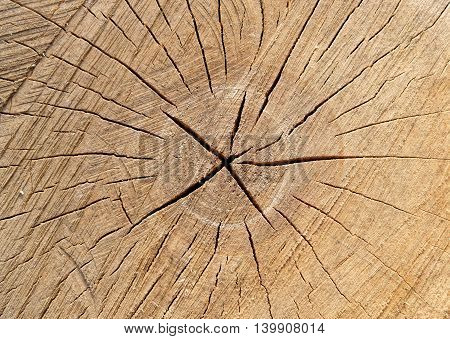 texture of wood cross-section of the barrel