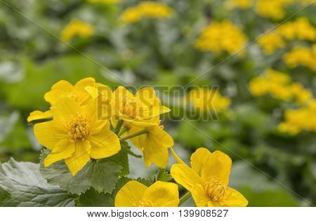 Caltha palustris first spring flower Adonis vernalis