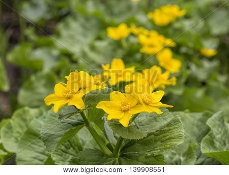 Caltha palustris first spring flower Adonis vernalis