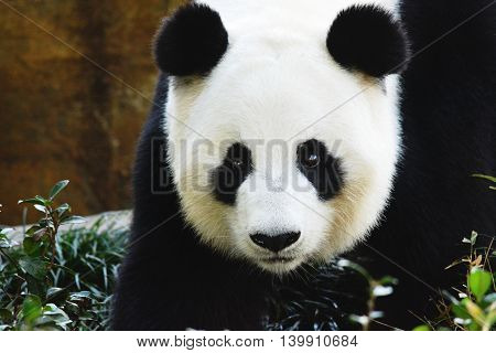 Giant Panda staring you down as it sums up an approach on the viewer