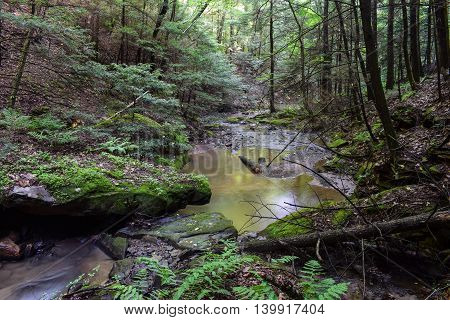 A small forested mountain stream in the Appalachian Mountains.