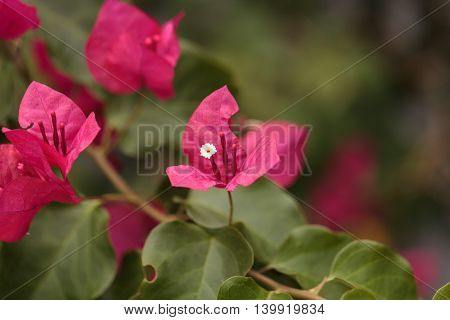 Pink flowers on a Bougainvillea bush vine grows and is prolific. This thorny ornamental vine is found in South America, from Brazil to Peru.