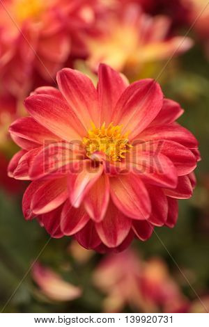 Pink Dahlia flower is found in Mexico and is the national flower.