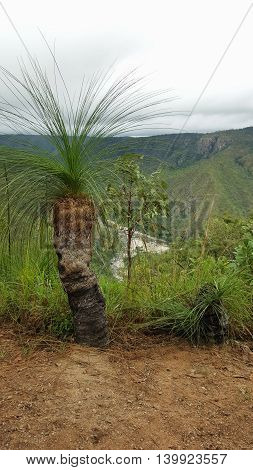 Xanthorrhoea or grass tree endemic to Australia